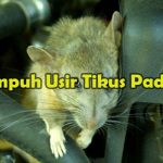 Cara Ampuh Usir Tikus Pada Mobil