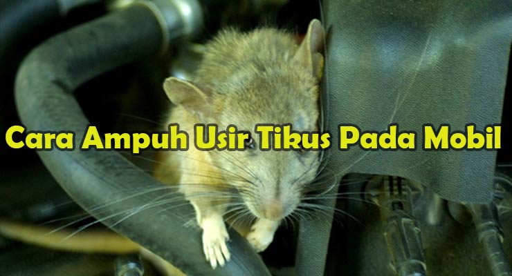 Cara Ampuh Usir Tikus Pada Mobil
